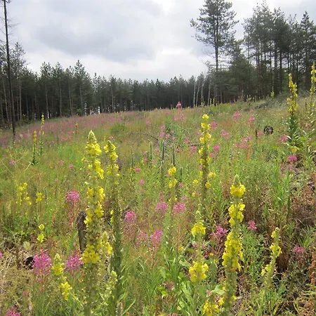 Affittacamere Guest House Bankya *